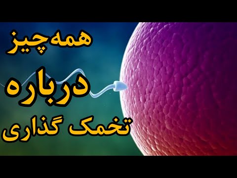 تصویری: در چه سنی بارورتر هستید؟