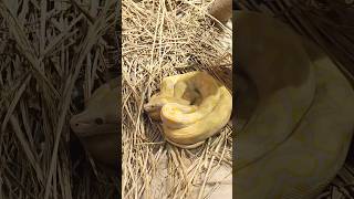 Albino Burmese python is a large snack 🥨 #snake #animals #wildanimals #usa #ballpython #flyingsnake