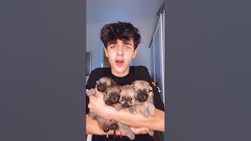 Kyle Thomas 💙 PUPPIES #kylethomas #shorts