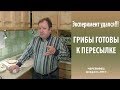 Эксперимент удался!!! Грибы готовы к пересылке.