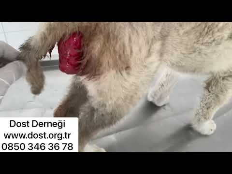Video: Evcil Hayvanlarda Rektal Prolapsus: çözümler