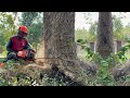 Hard to Prune, Fast Felling! 2 Roadside Trees Done!