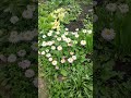 #рекомендации #nature #урал #природа #shortsvideo #plants #life #лето #vlog