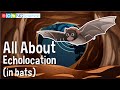Echolocation and Nocturnal Animals
