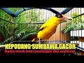 Burung kepodang sumbawa gacor @GogorSutrisnoNnZz