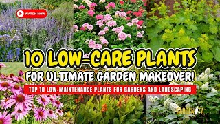 TOP 10 LOW-CARE PLANTS for the ULTIMATE Garden Makeover! 🌻🏡🌿 // Garden Answer