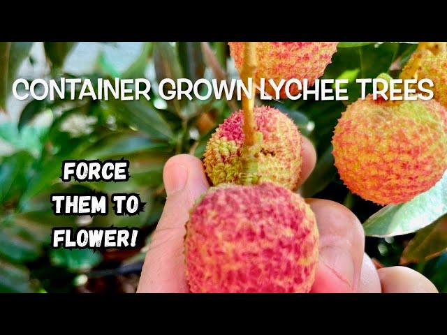 Container Grown Lychees | What I used to Force them to Flower! class=