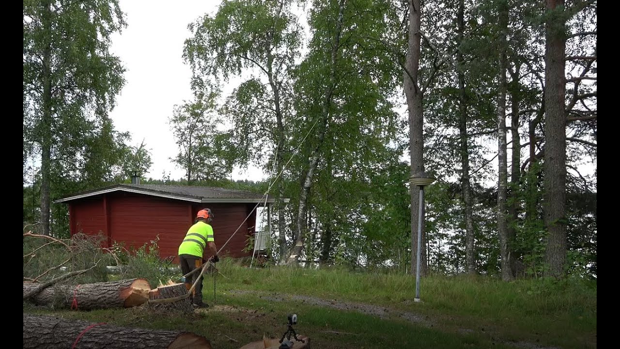 Miten kaataa takakalteva puu
