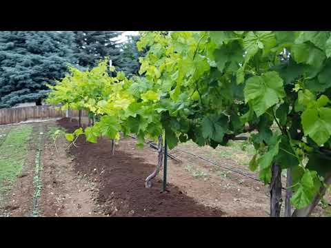 Video: Kas yra vynuogių geltonumo liga: priežastys, kodėl vynuogių lapai pagelsta