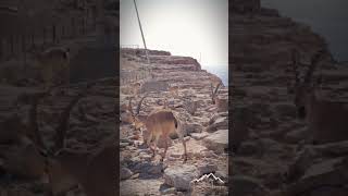 #الوعل الصخري من #صحراء #النقب في #فلسطين . #mountains #ibex from the #palestine #desert #شورتس