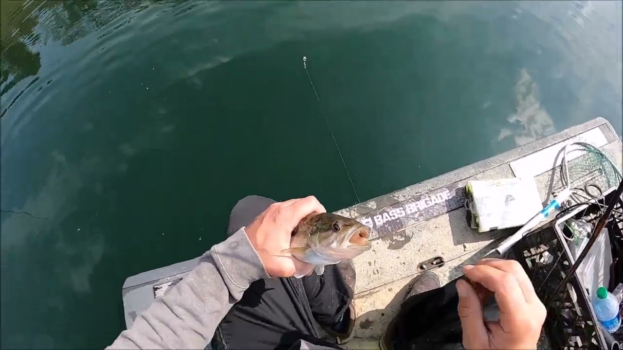 03/11/24 lake mcclure bass fishing deep water with bait