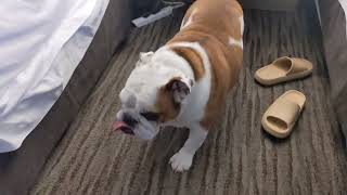 @lifeisgood9091# British bulldog # Meatloaf reached his final destination  Vancouver