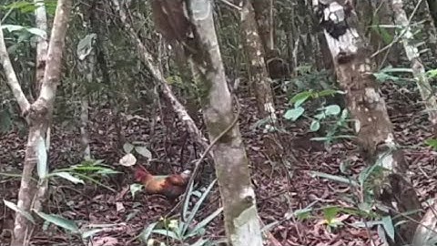 cuab qaib qus tuaj tsi ncaj tsig khuv xim tiag2