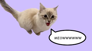 MEOWWWWWWW!!! Meowwwwwww