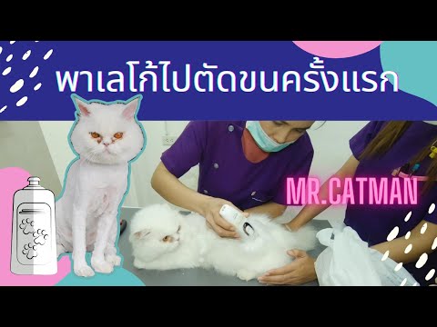 พาแมวไปตัดขนครั้งแรก | โอ้โหขนอย่างเยอะ | mr.catman