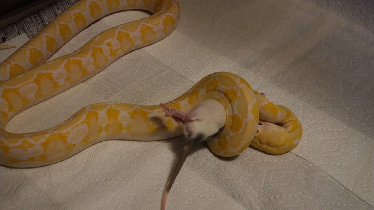 6 Month old dwarf reticulated python eating a rat - YouTube
