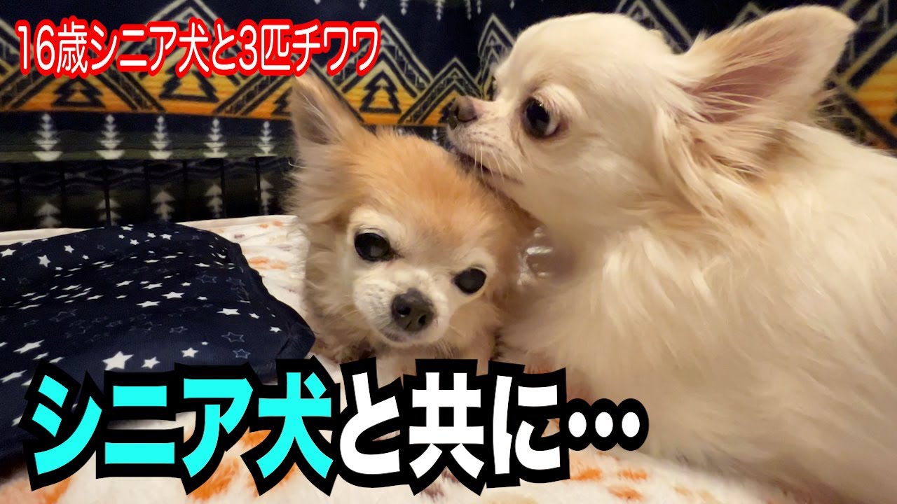 【シニア犬１６歳と3匹チワワとアラフィフ夫婦の生活】