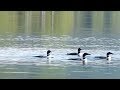 LISTEN: What Does The Call Of The Loon Mean? - YouTube