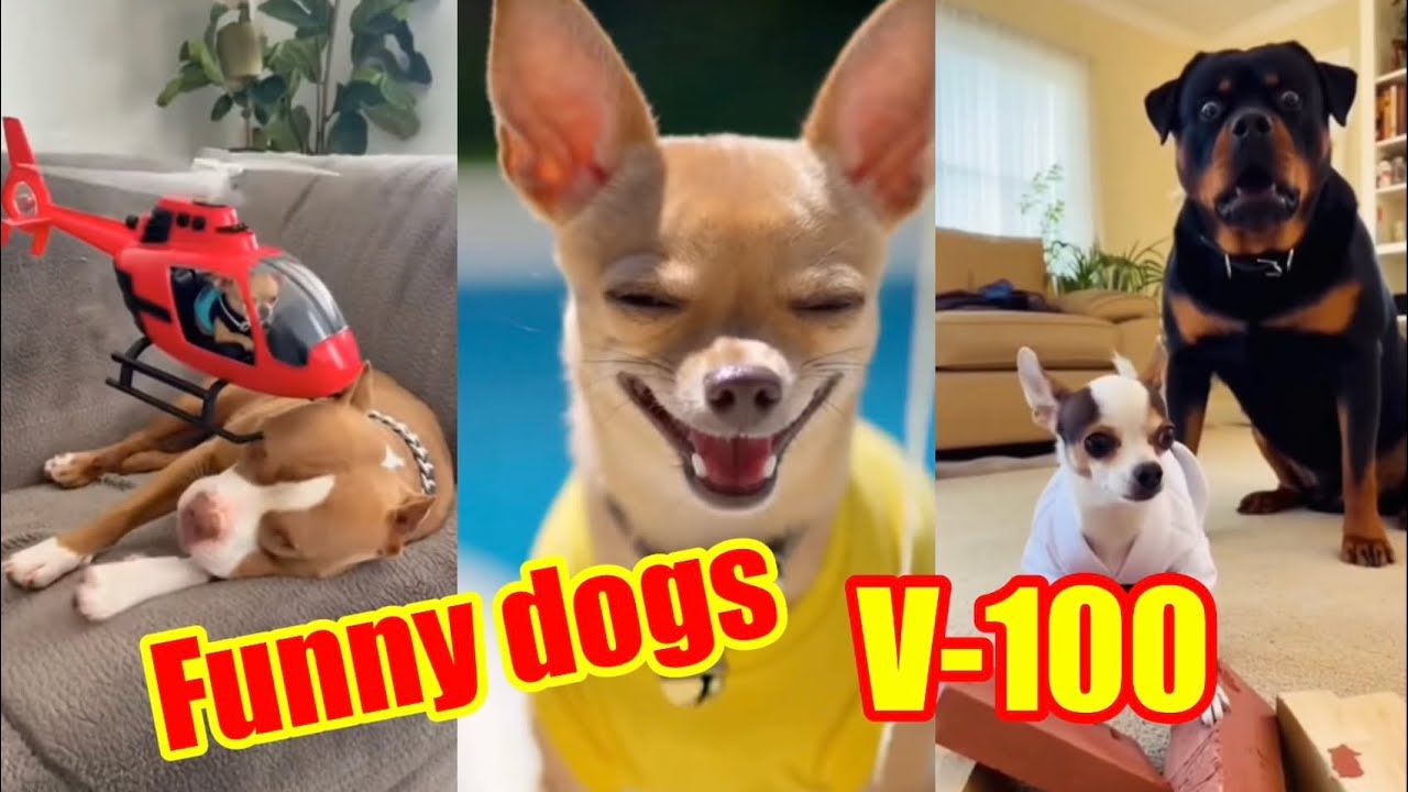 Funny dogs V-100 ❤️😍😂 #funny #pets #animals 