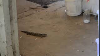 A polite lizard visits the lab and then leaves after I request him to