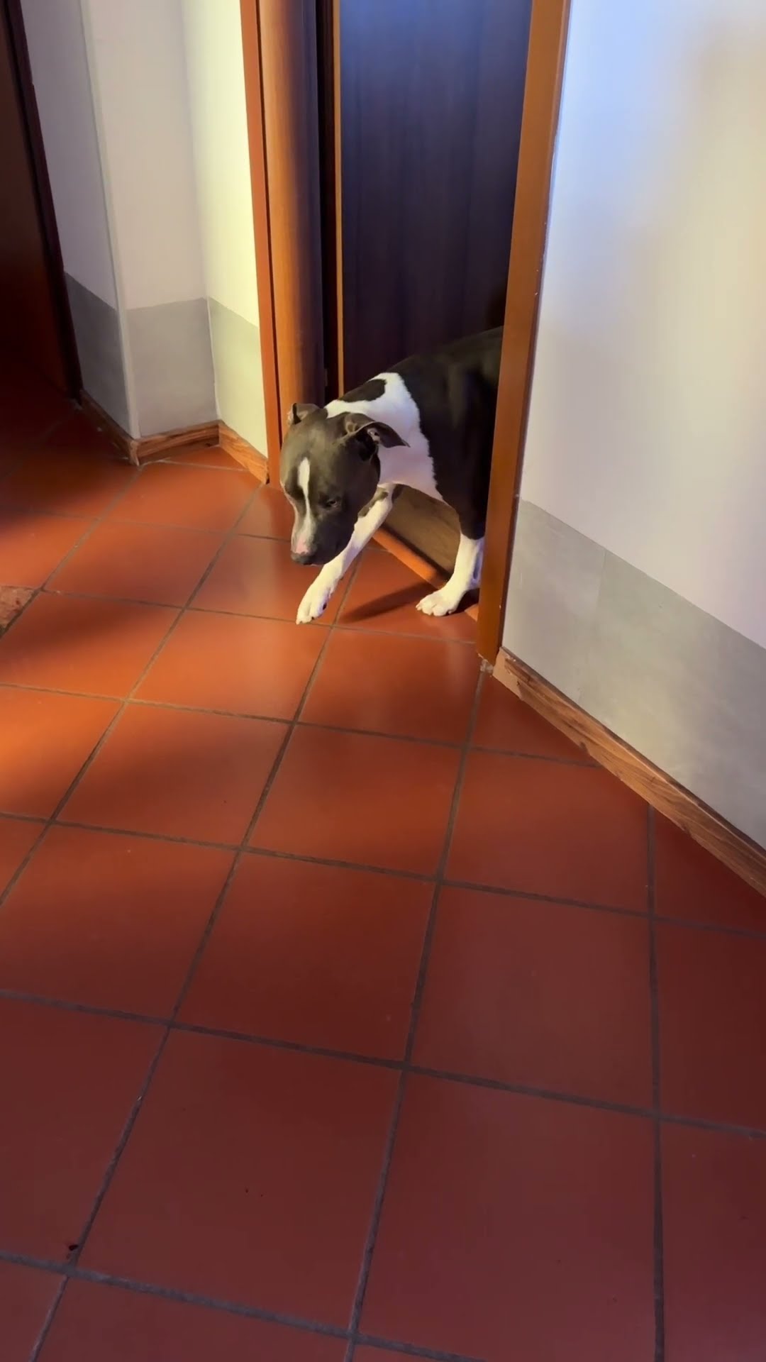 Sneaky Dog Can't Be Seen Until Last Second || ViralHog
