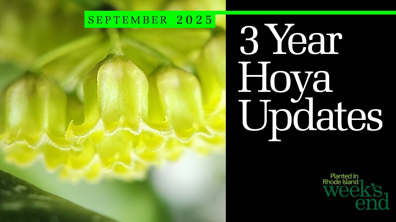 3 YEAR HOYA UPDATES | Hoya burmanica, Hoya lacunosa, Hoya globulosa, Hoya erithrina And Many More!