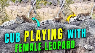 Cub Playing With Female Leopard