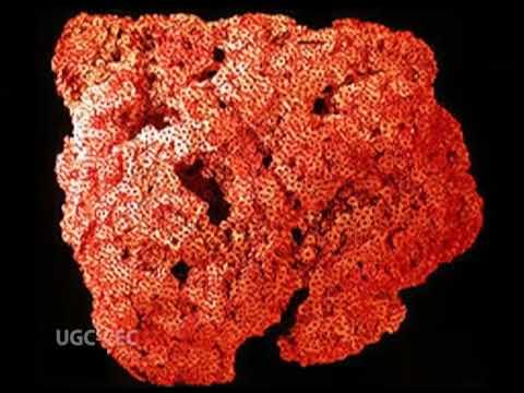 Video Polymorphism in hydrozoa - youtube