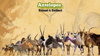 ANTELOPES  Size Comparison | All Species.