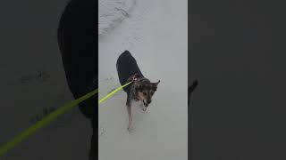 just a chill morning #izzysride #beachdog #destin #miramarbeach #dogs #citerdogs#healer