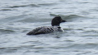 Common Loons now in Breeding Plumage 4/10/24