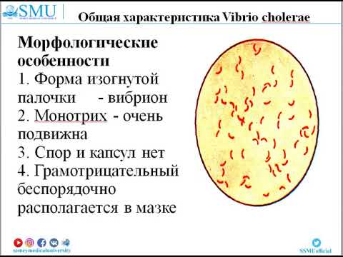 №6 Кампилобактерии, вибрионы