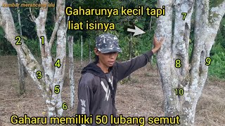 ini yang namanya gaharu asli kecil tapi berisi memiliki 50 lubang semut.harganya fantastis