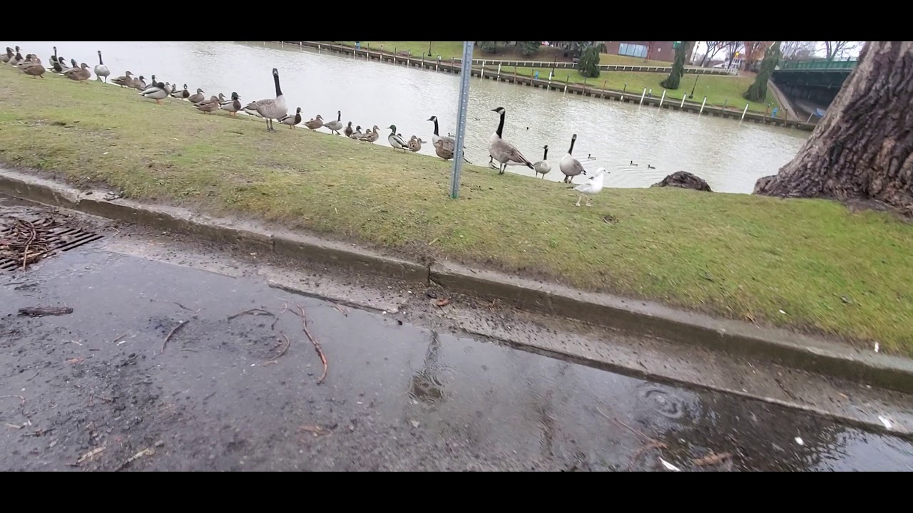 canadian geese like French fries. YouTube