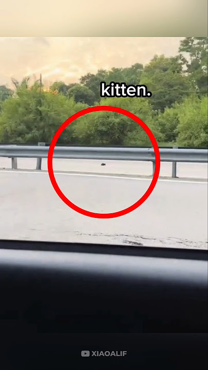 the highway and a cat 🐱