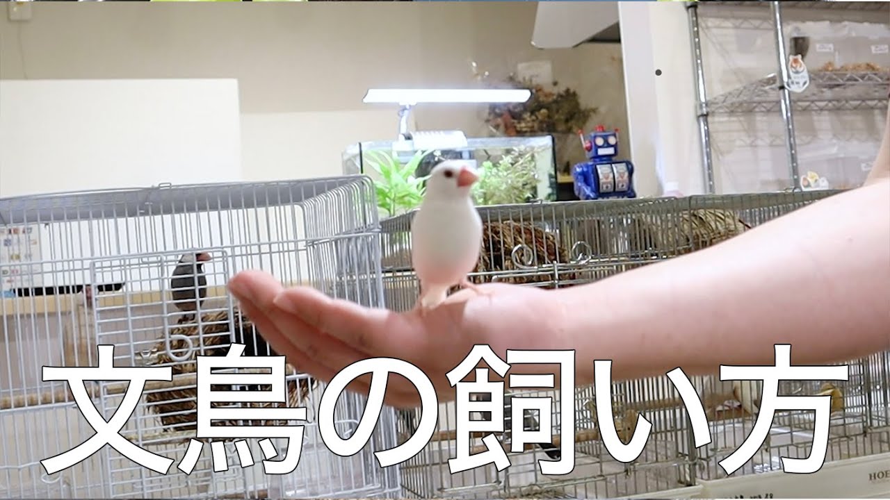 文鳥の飼い方 Youtube