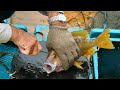 Amazing Cutting Live Fish at Sai Kung Seafood Market in Hong Kong