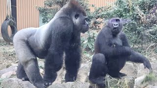 Gorilla⭐ Gentaro is chased and injured by an angry Momotaro.【Momotaro family】