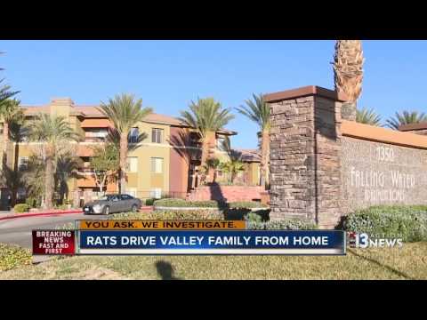 Rats in Summerlin apartment complex destroy family's stuff