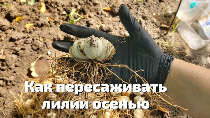 Луковица лилии с детками. Посадка луковицы лилии. Когда пересаживать лилии на новое место весной. Высадка луковиц лилий:. Посадка лилий весной в открытый грунт с ростками глубина.