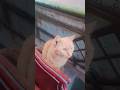 Lost persian cat hide beside the sofa#baby #cat #babyanimal #ytshorts #babyyumyum #spoiles#twinkies