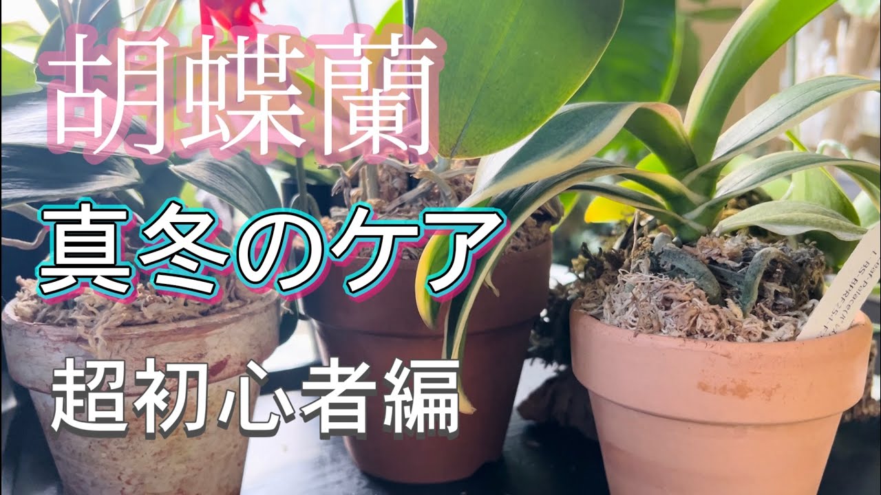 【これで安心】胡蝶蘭、初めての冬越し