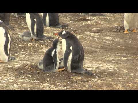 Cute penguin chicks