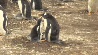 Cute penguin chicks