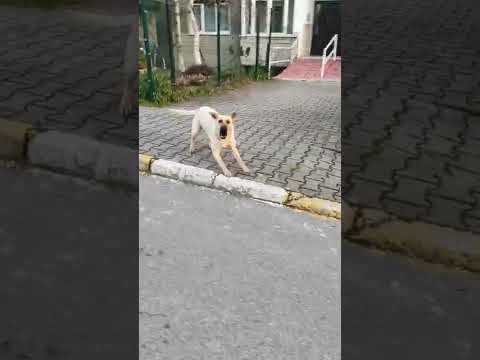 Video: Köpeklerde Zihin Saldırganlığı Paketi