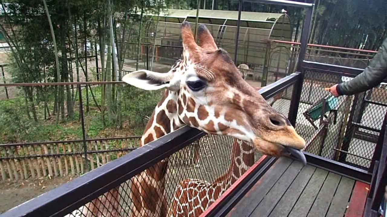 関東の動物園一覧 動物園 情報サイトzoo Palette 全国地域別一覧 地方別 エリア別 飼育動物一覧 人気ランキング 園内マップ アクセス 駐車場 休園日 開園時間 入園料 パスポート ふれあい レストラン 授乳室 施設 イベント