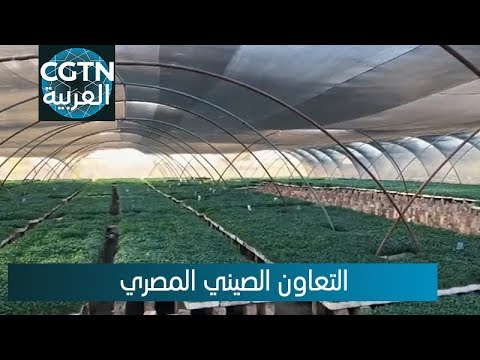 الصين تشارك في أكبر مشروع للصوبات الزراعية في مصر