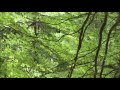 青森・十二湖【癒し BGM】 癒しの音楽(音)を聴きながらリラックス【睡眠・偏頭痛・耳鳴り・不安・不眠・イライラ・ストレス】自律神経を整える | 作業用、勉強用、睡眠用、集中、自然音