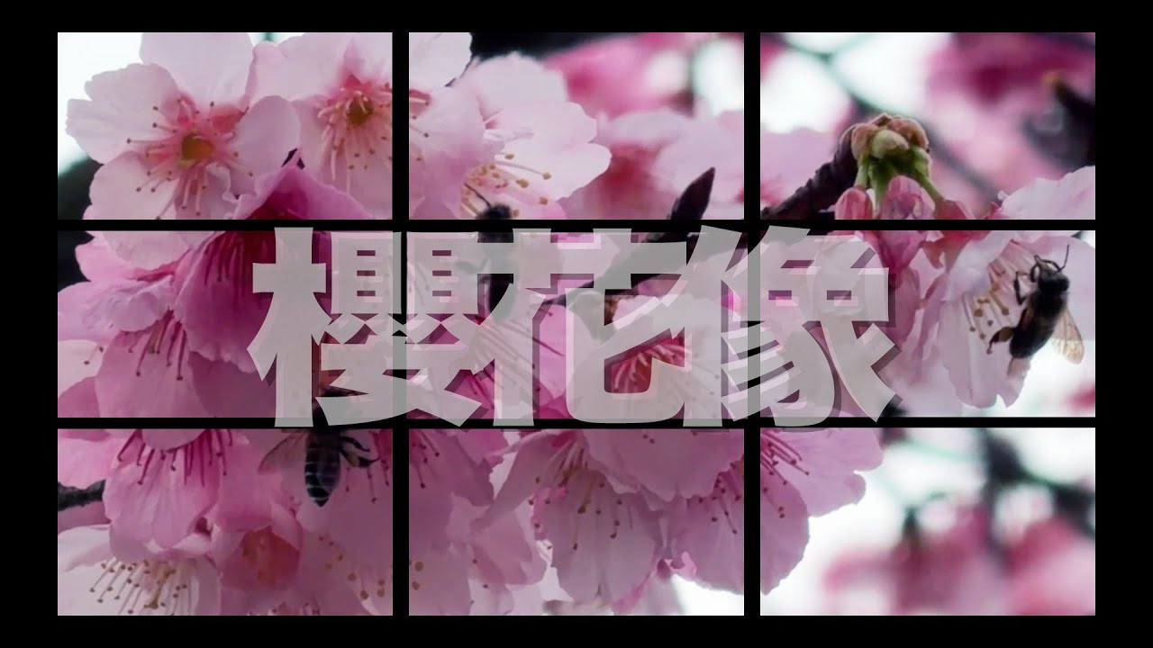 平菁街櫻花像＿已申請陽管處空拍權