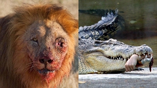 En İyi 5 Avcı Hayvan